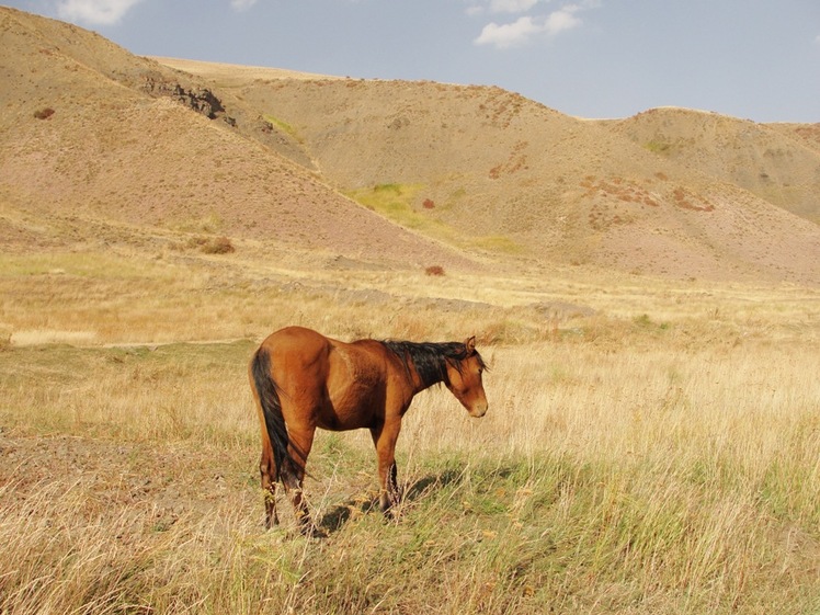 Ali   Saeidi   NeghabeKoohestaN, Damavand (دماوند)