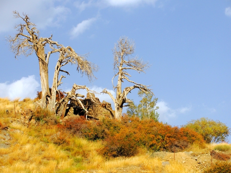 Ali   Saeidi   NeghabeKoohestaN, Damavand (دماوند)