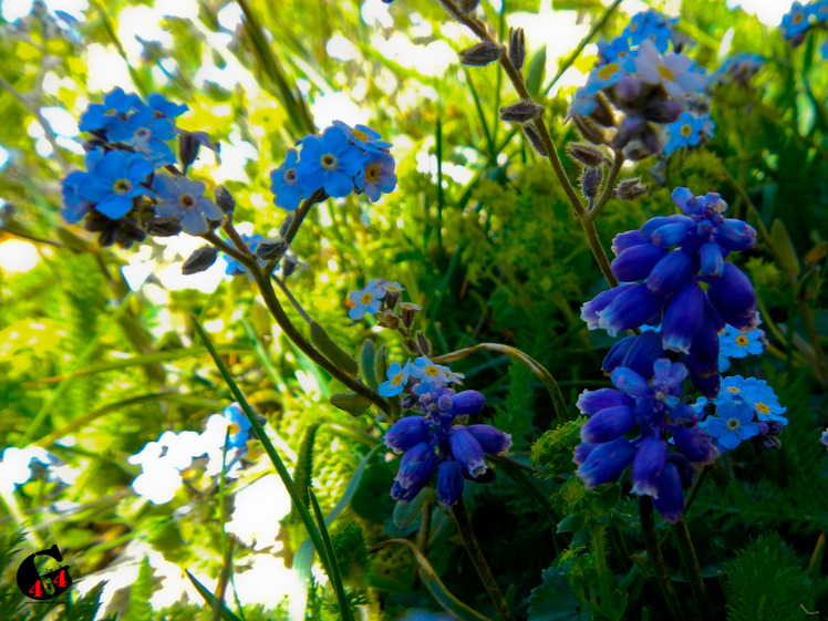 Mountain dorfak spring flowers