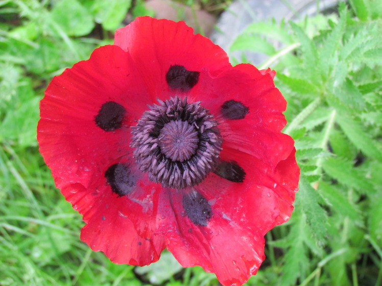 naser ramezani : wilde poppy of damavand, Damavand (دماوند)