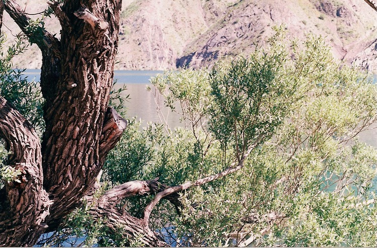 naser ramezani :  oshtoran kouh, سن بران