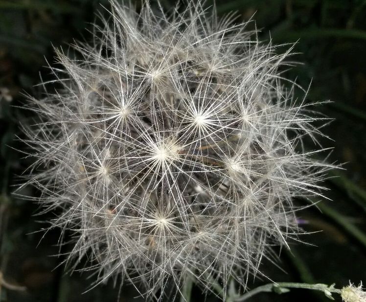 naser ramezani kolakchal flower