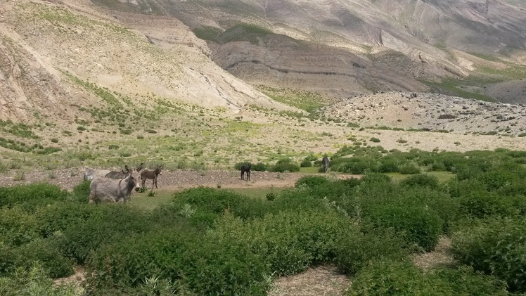 naser ramezani sakouh, Damavand (دماوند)