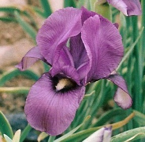 naser ramezani flower in touchal