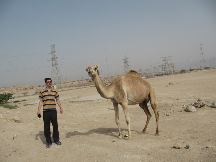 A camel in the southern zagros