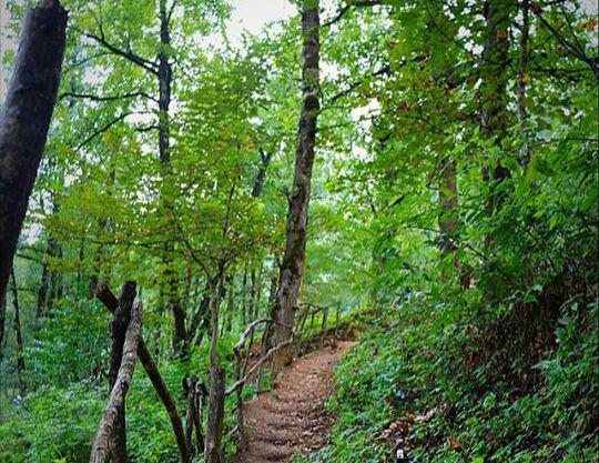 naser ramezani Dalkhani forest