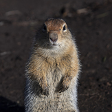 ground squirrel, Tolbachik