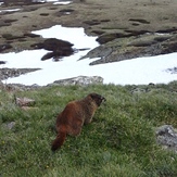 Marmot on Grays Peak