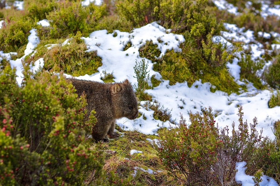 Snowy Wombat, Cradle Mountain