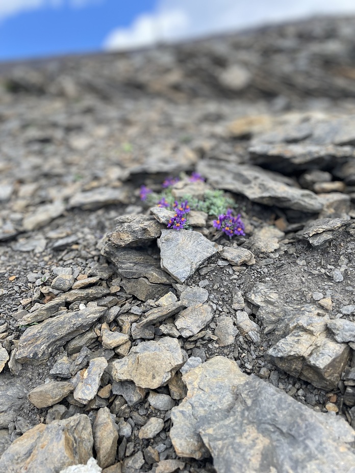 Alpine flowers, Schilthorn