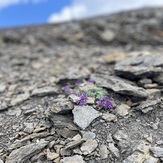 Alpine flowers, Schilthorn