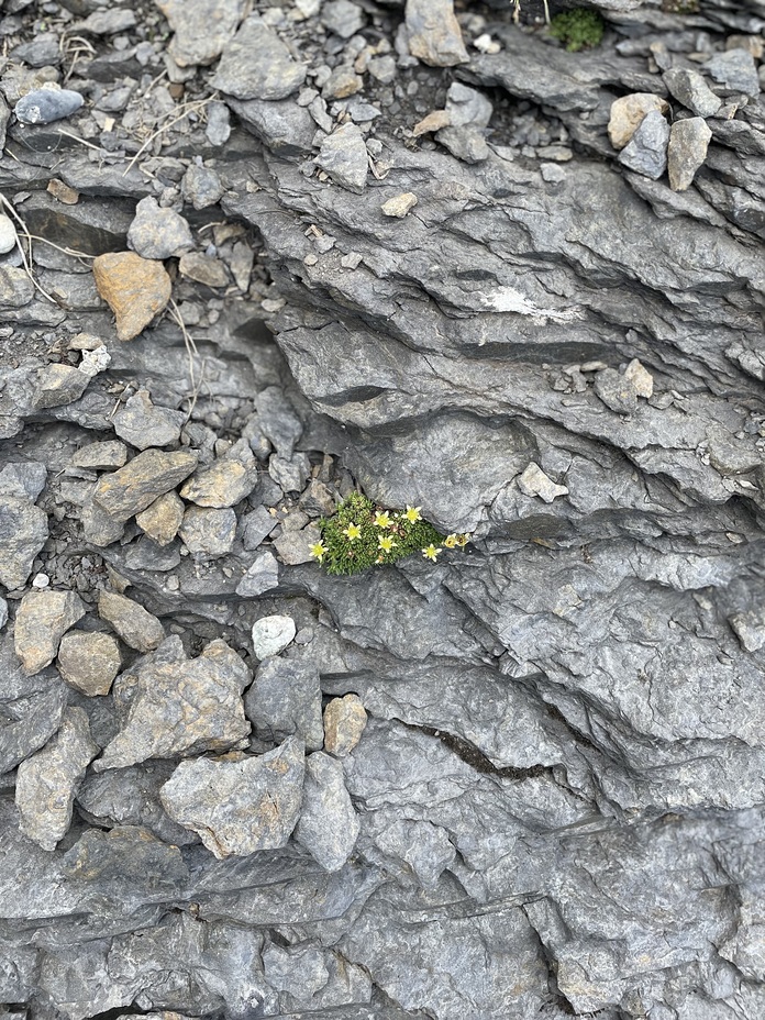 Alpine flowers, Schilthorn