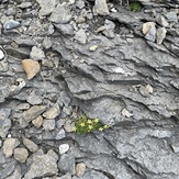 Alpine flowers, Schilthorn