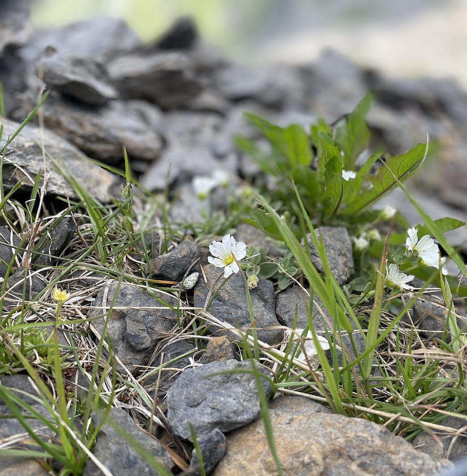 Alpine flowers, Schilthorn