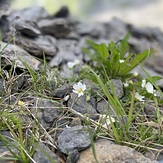 Alpine flowers, Schilthorn