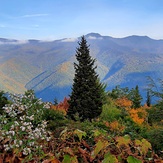 Autumn at her best!, Mount Mitchell (North Carolina)