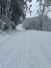 Snow, Mount Donna Buang photo