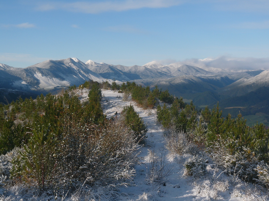 Hoary Head, Crusader etc, Mount Arthur