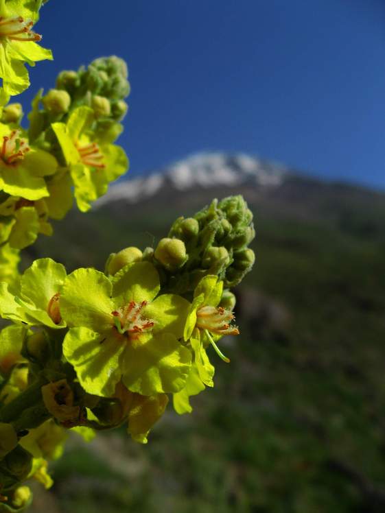 damavand, Damavand (دماوند)