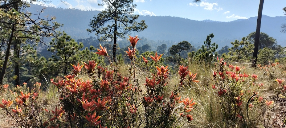 "Axochco, dónde florece el agua", Ajusco