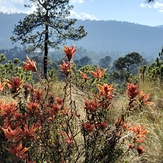 "Axochco, dónde florece el agua", Ajusco