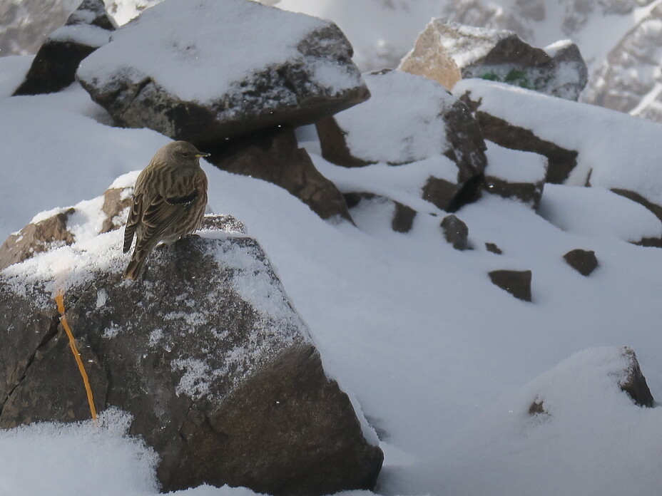 A bird in the summit, Toubkal Trekking Summit