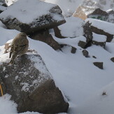 A bird in the summit, Toubkal Trekking Summit