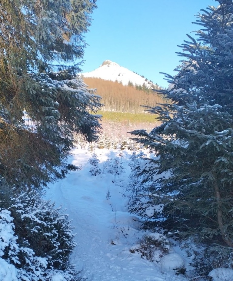 From Heather Brig., Bennachie