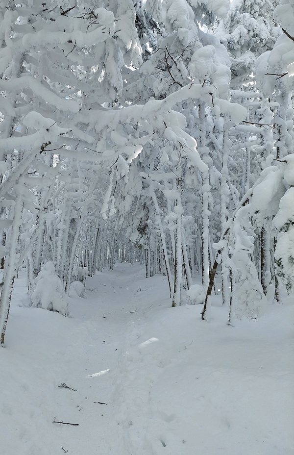 Battell trail, Mount Abraham (Vermont)