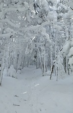 Battell trail, Mount Abraham (Vermont) photo