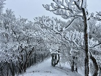 Mt Takami, Mount Takami photo