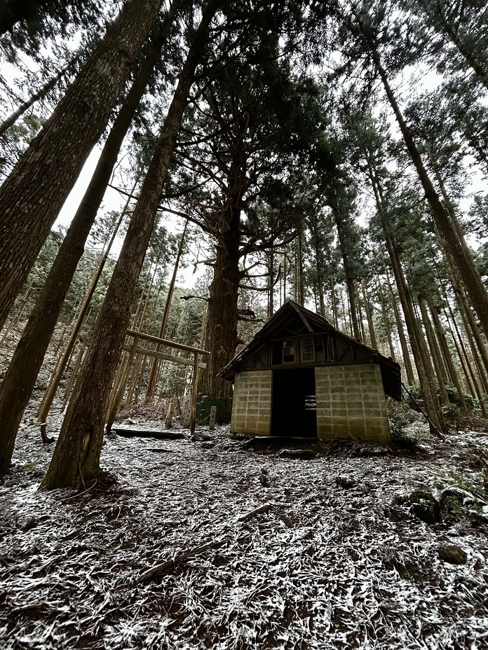 Takami Cedar, Mount Takami