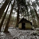 Takami Cedar, Mount Takami